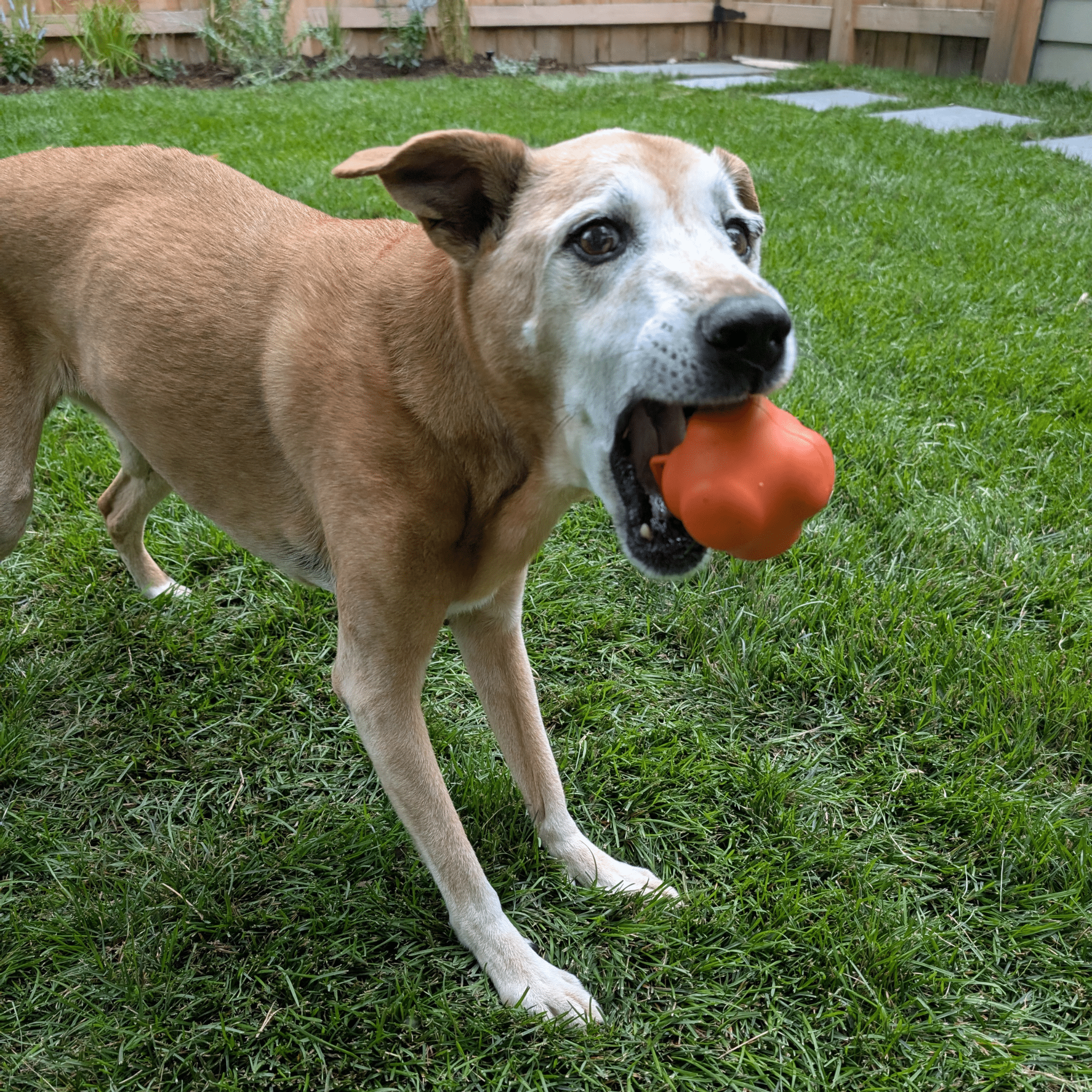 Interactive Dog Fetch Balls