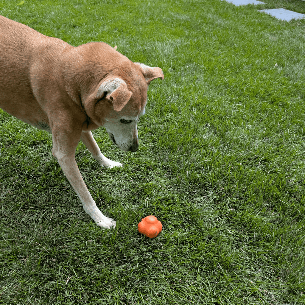 Interactive Dog Fetch Balls