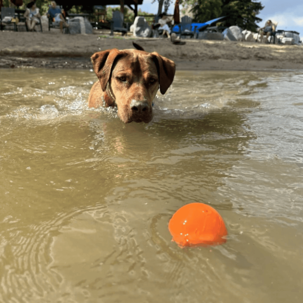 Interactive Dog Fetch Balls