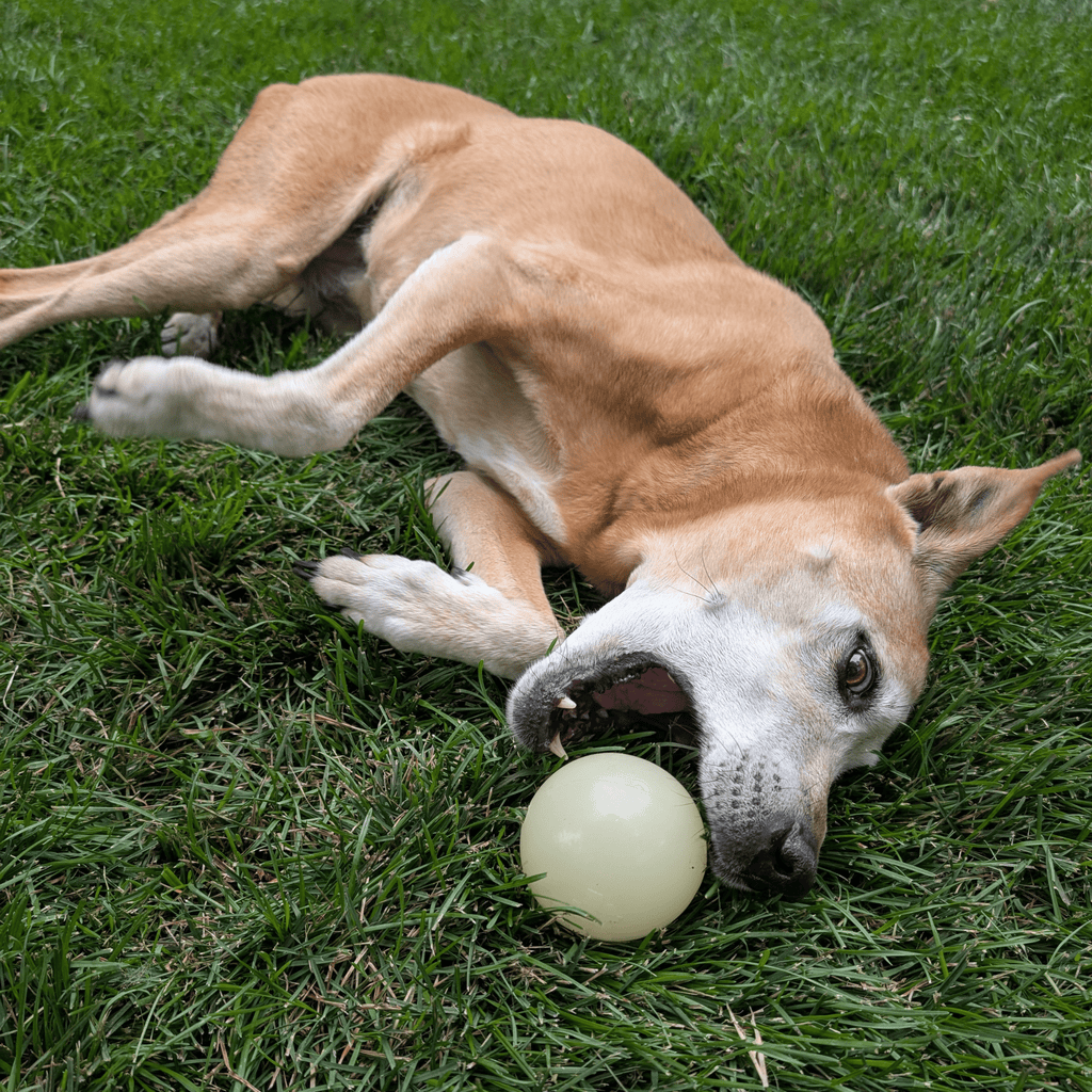 Interactive Dog Fetch Balls