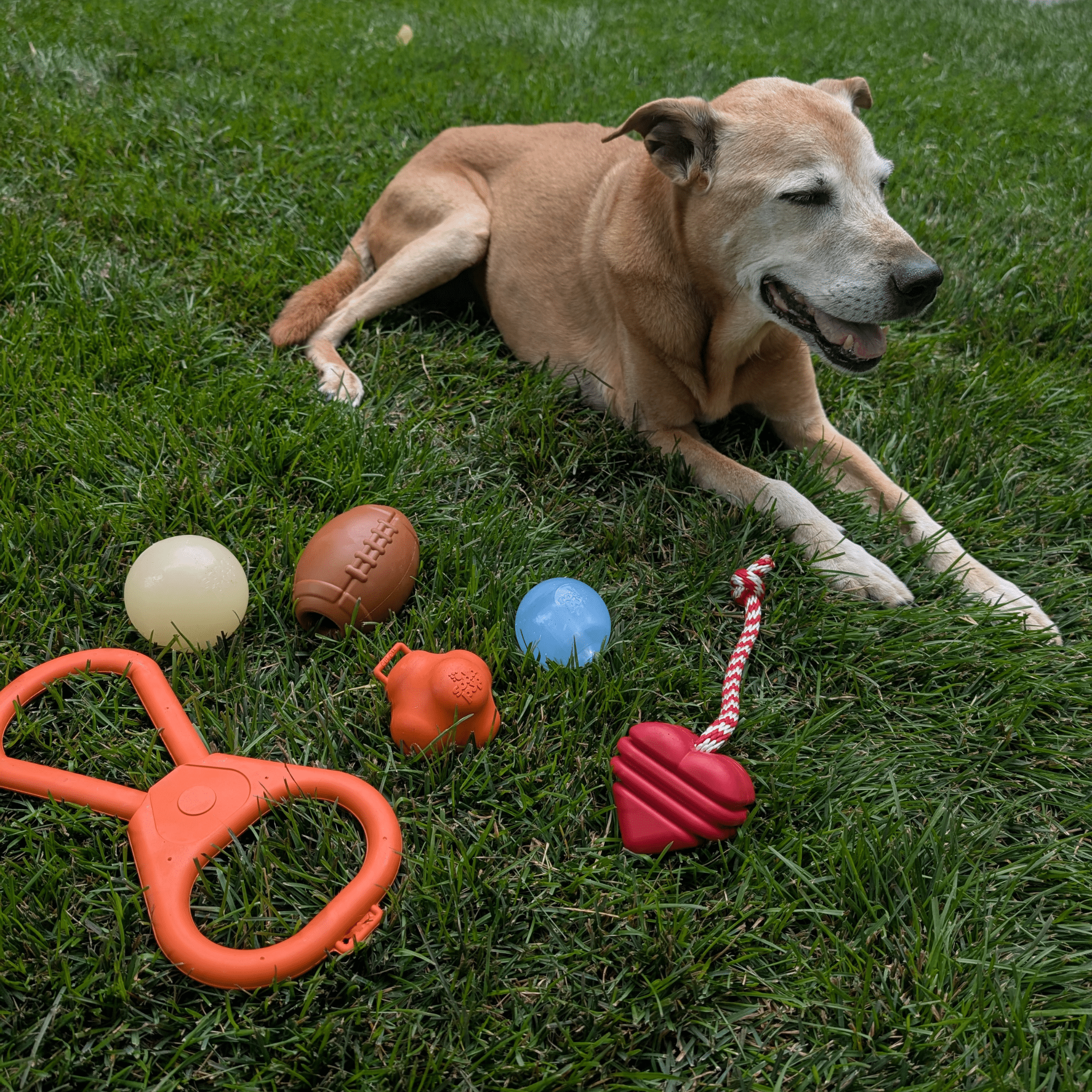 Interactive Tug & Chew Toys for Dogs