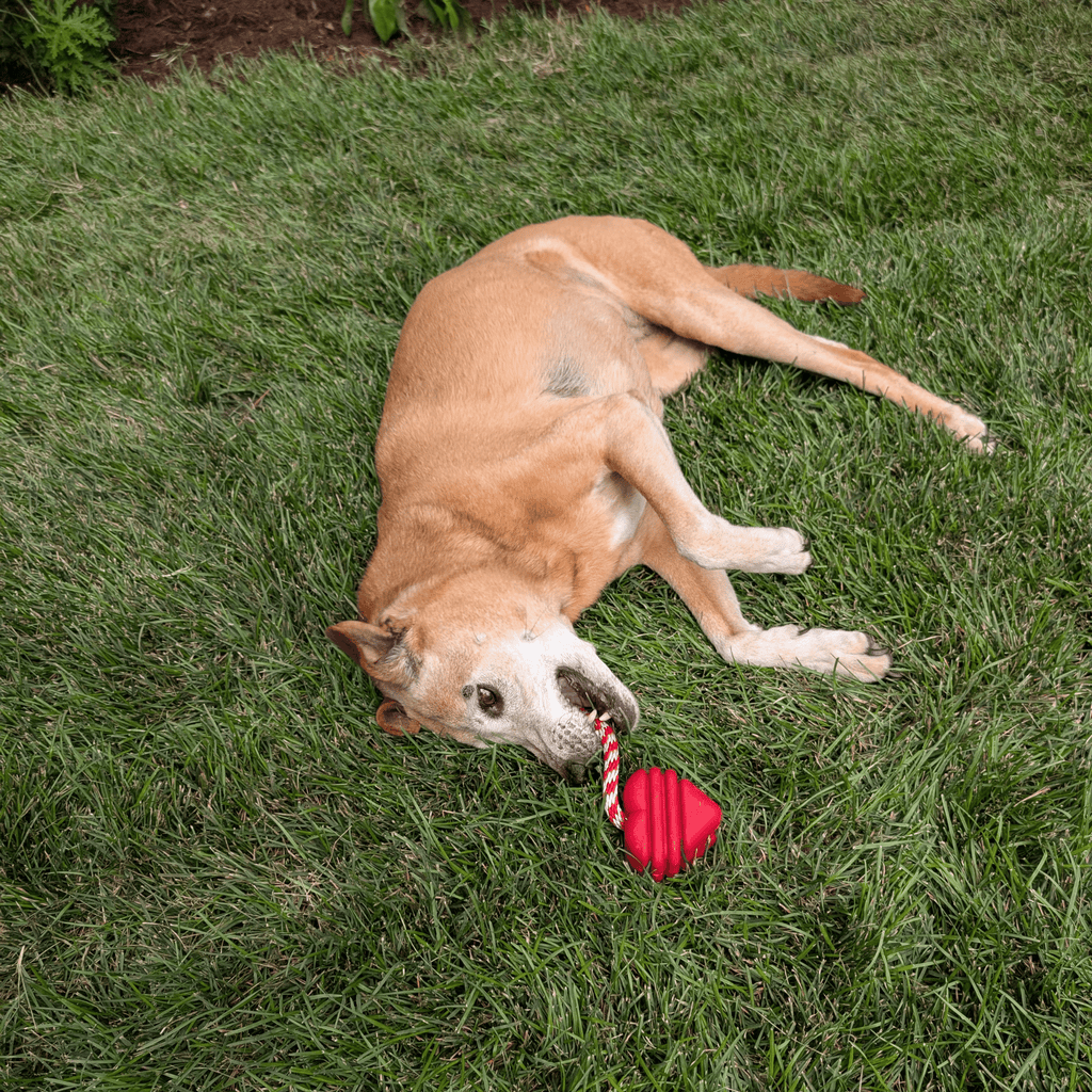 Interactive Tug & Chew Toys for Dogs