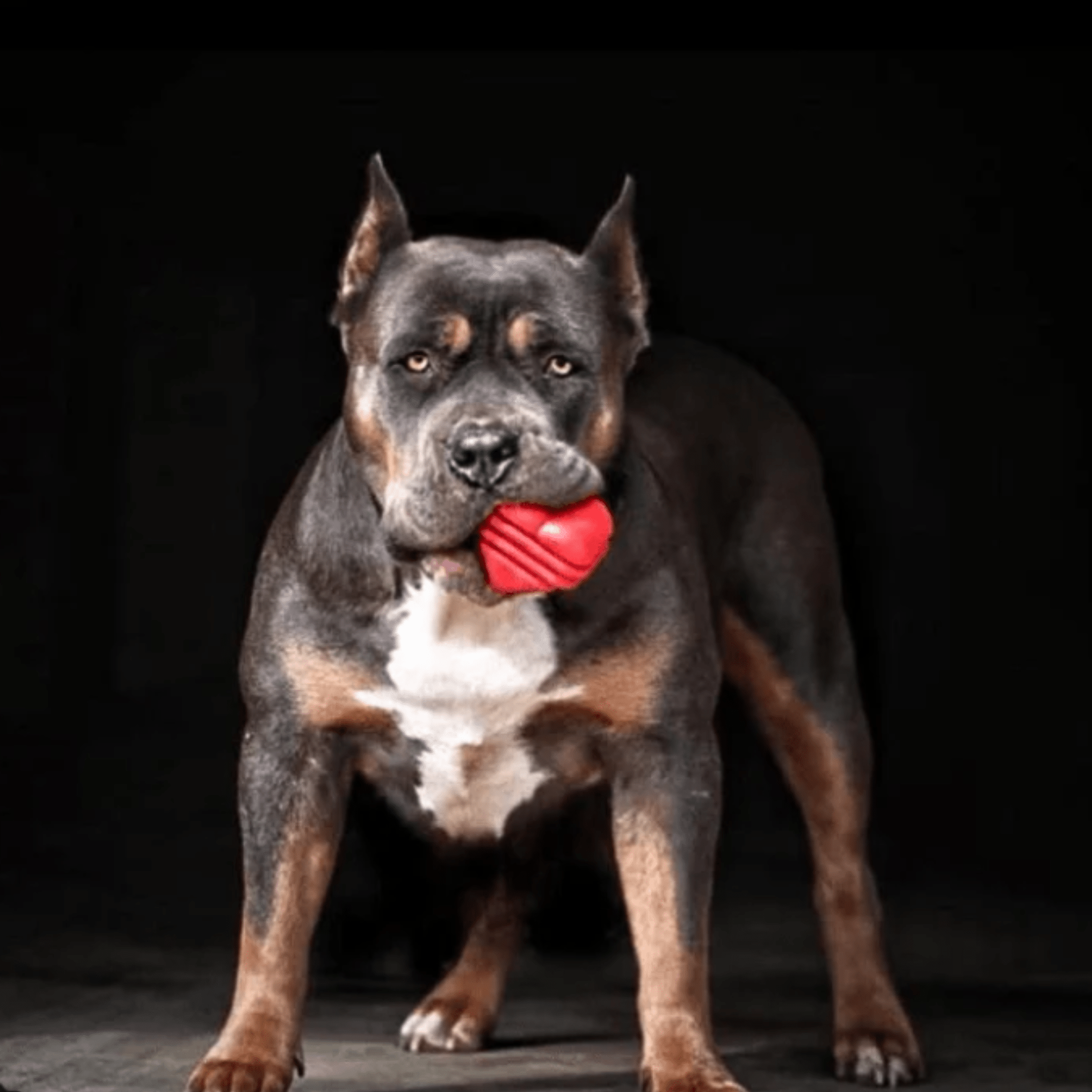 Interactive Tug & Chew Toys for Dogs