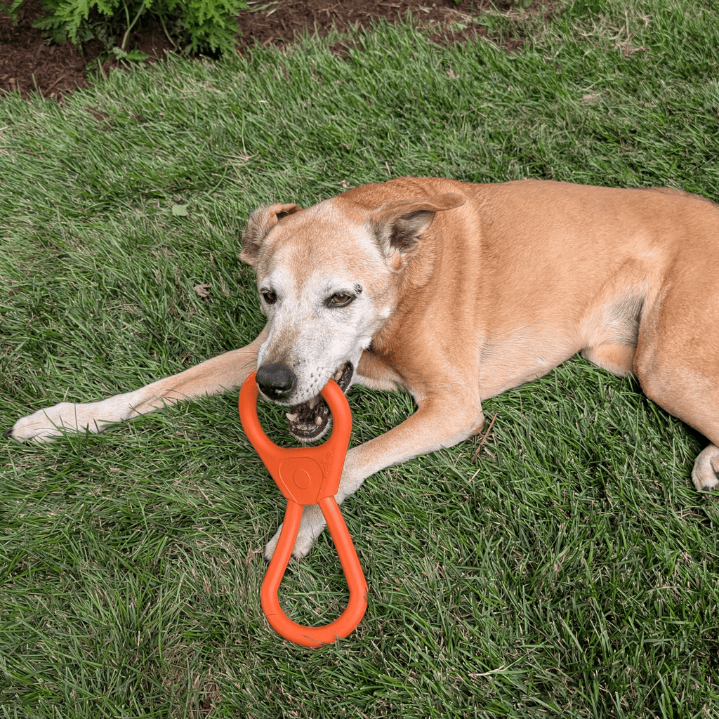 Interactive Tug & Chew Toys for Dogs