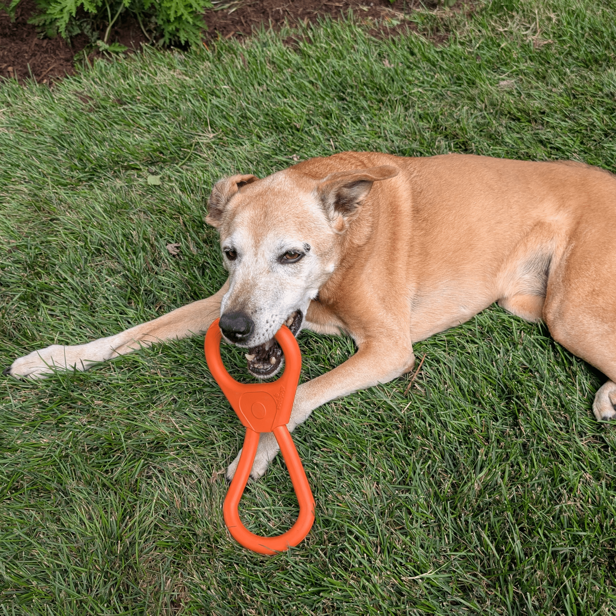 Interactive Tug & Chew Toys for Dogs