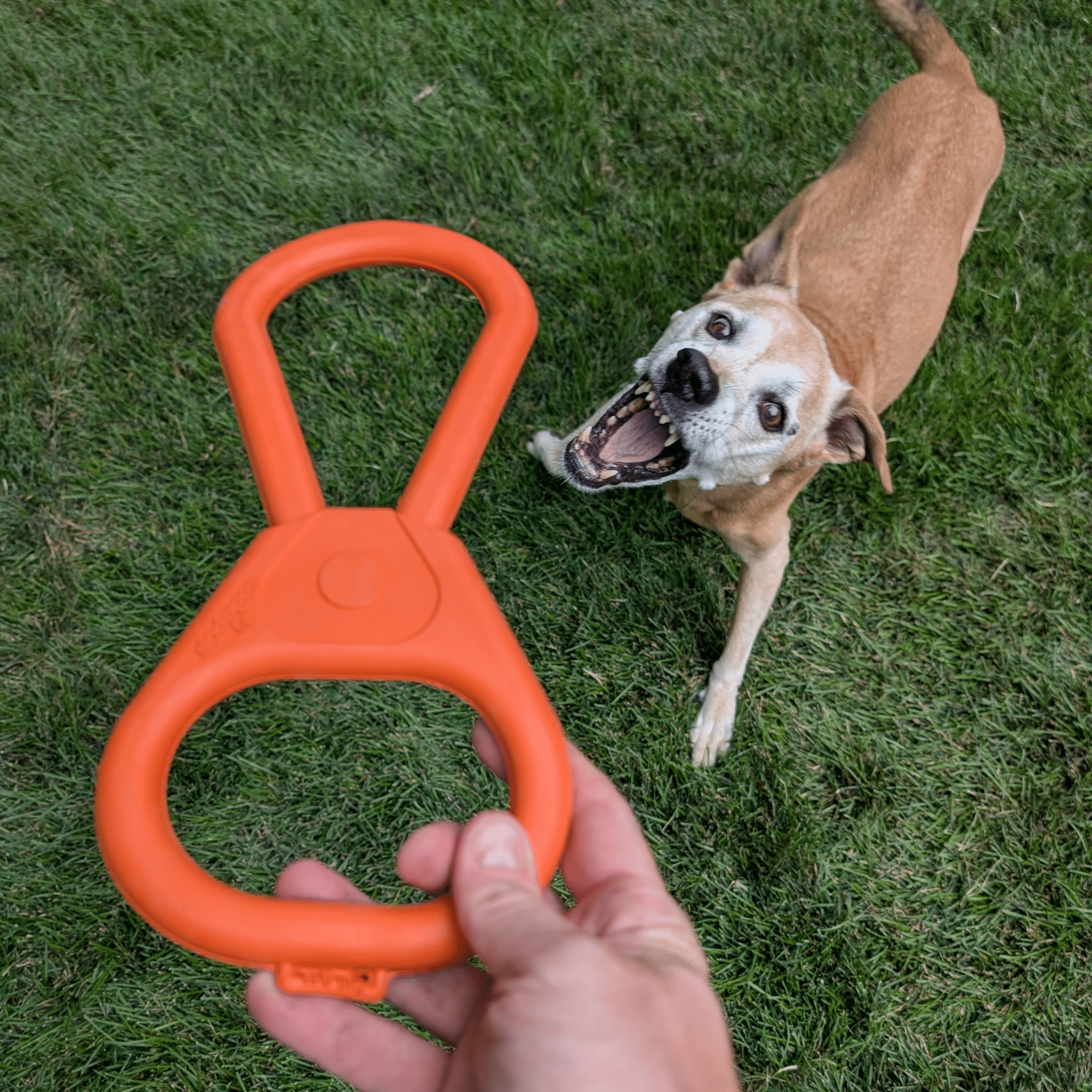 Interactive Tug & Chew Toys for Dogs