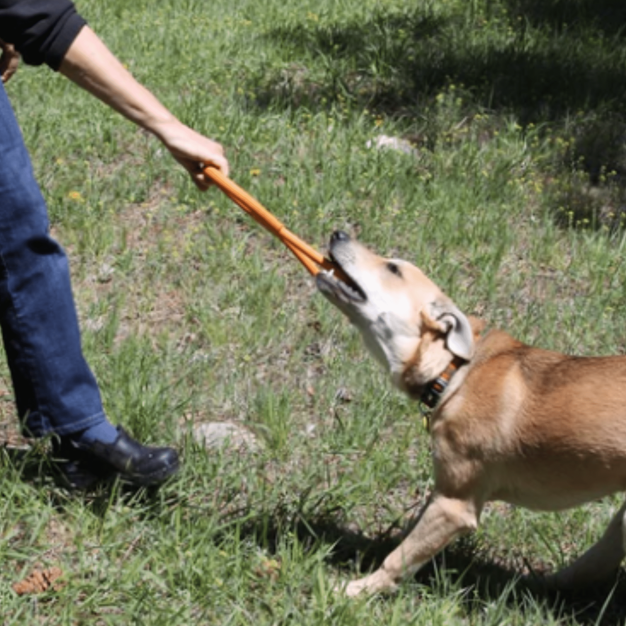 Interactive Tug & Chew Toys for Dogs