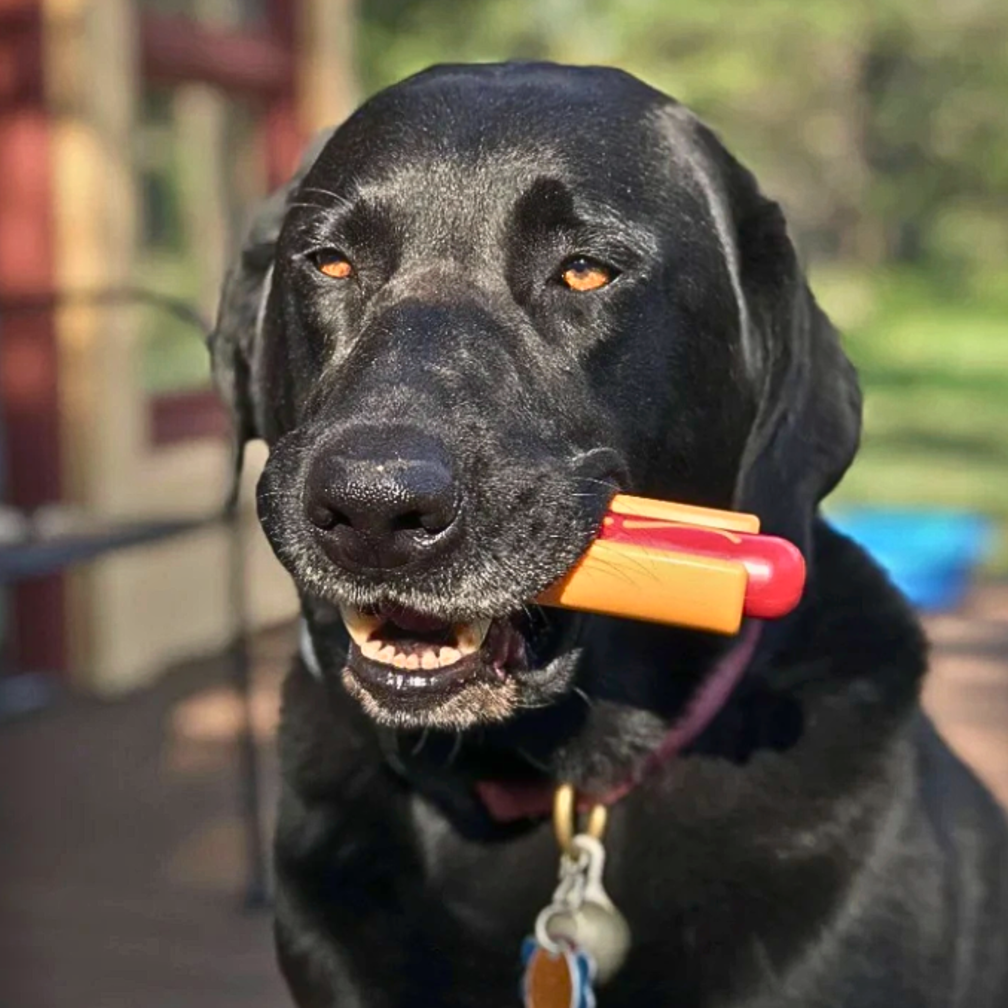 Interactive Tug & Chew Toys for Dogs