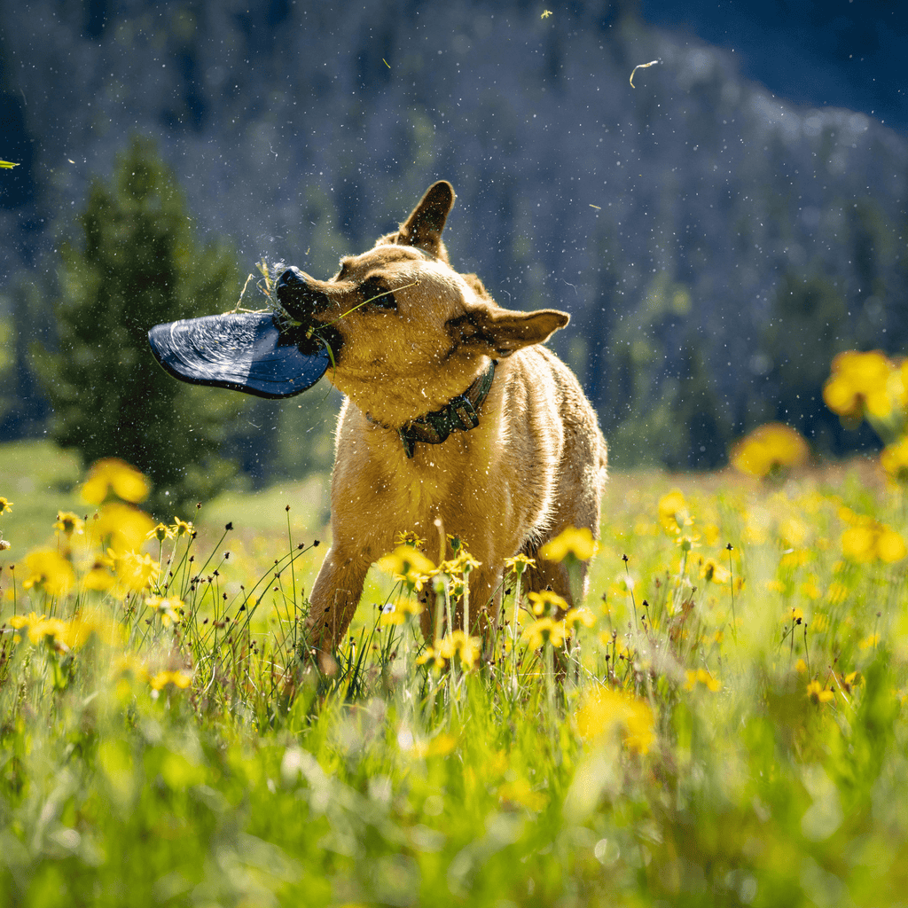 Monster K9 Aero Disc – Indestructible Dog Disc for Aggressive Chewers