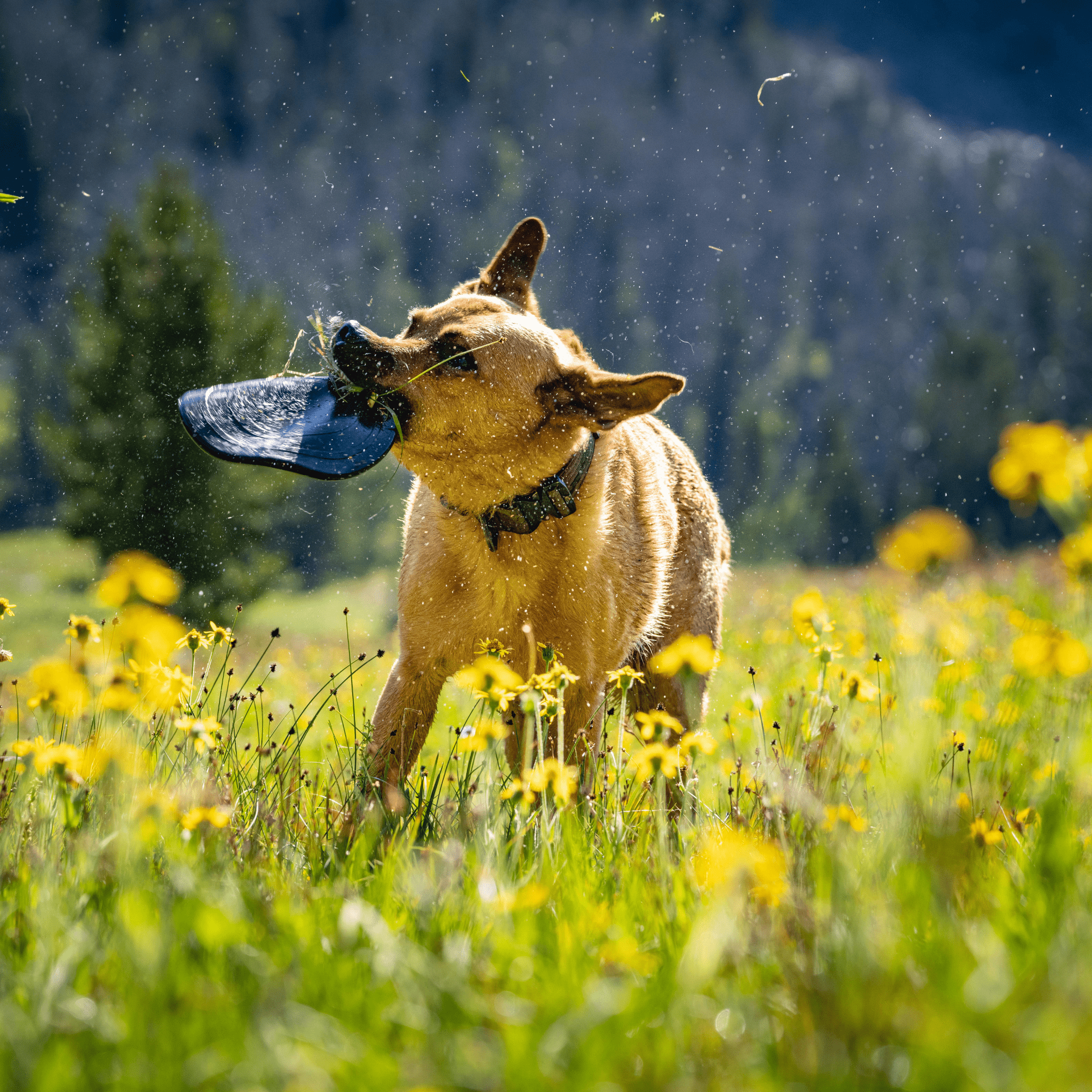 Monster K9 Aero Disc – Indestructible Dog Disc for Aggressive Chewers