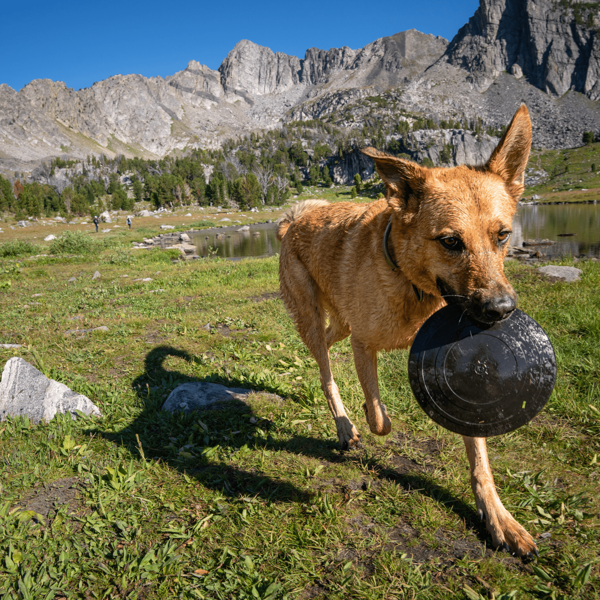 Monster K9 Aero Disc – Indestructible Dog Disc for Aggressive Chewers