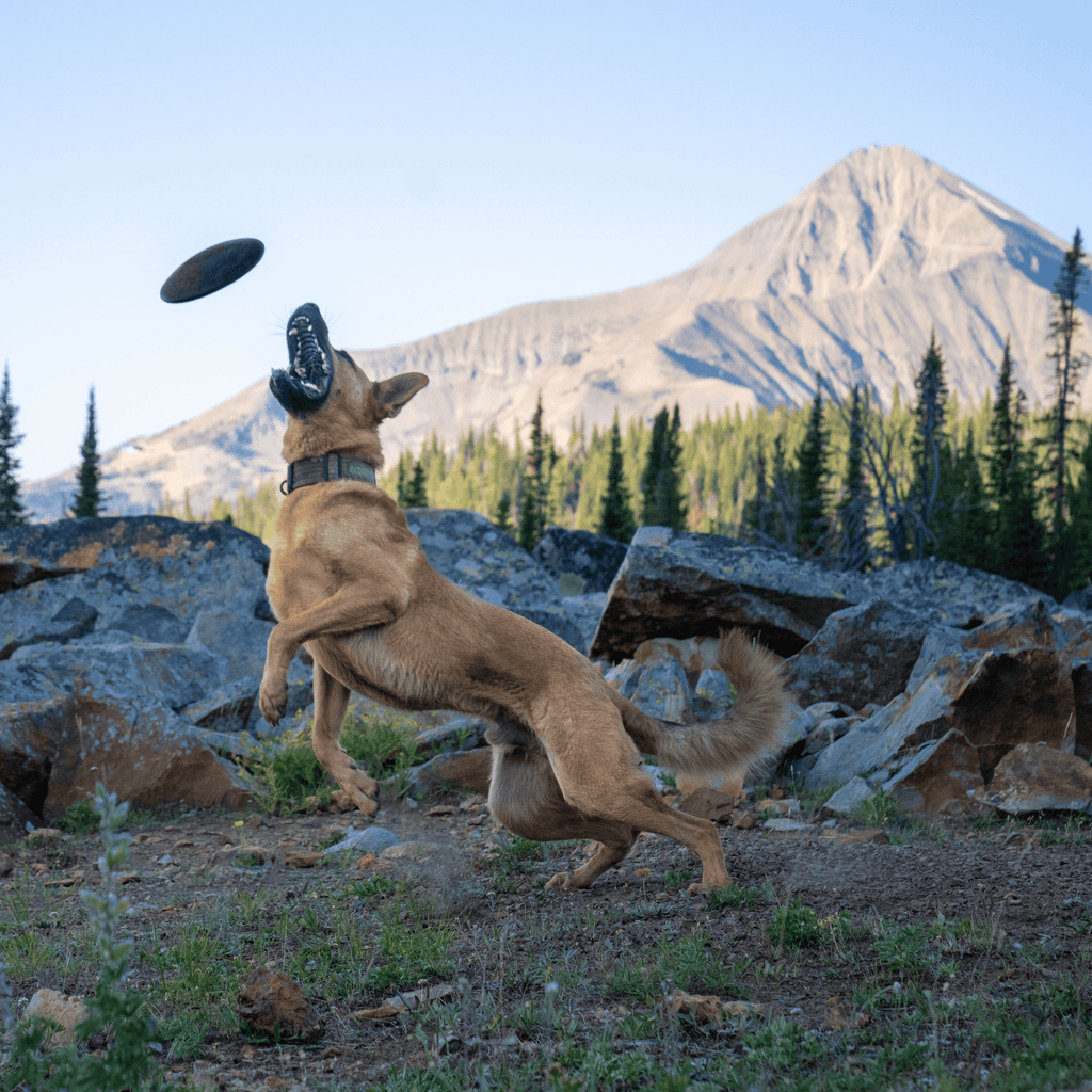 Monster K9 Aero Disc – Indestructible Dog Disc for Aggressive Chewers
