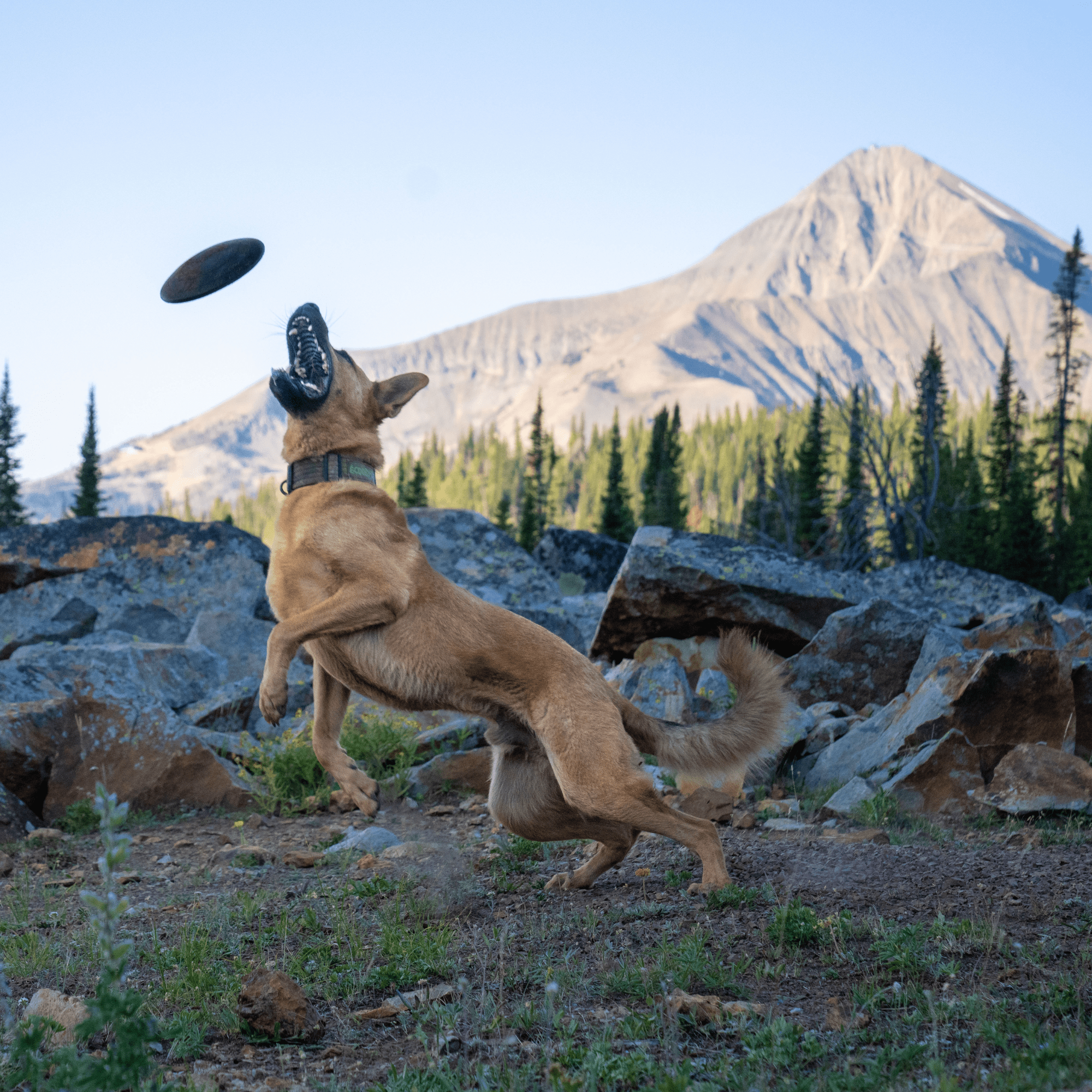 Monster K9 Aero Disc – Indestructible Dog Disc for Aggressive Chewers