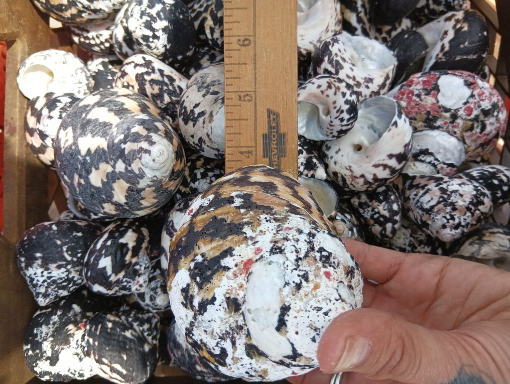 Black and Pearl Pica Magpie Turbo Shells Caribbean Gulf Seashells
