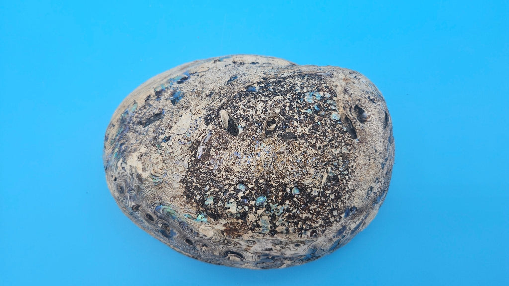 Green Abalone Shell with Pearl – 8" Coastal Display Décor Haliotis fulgens