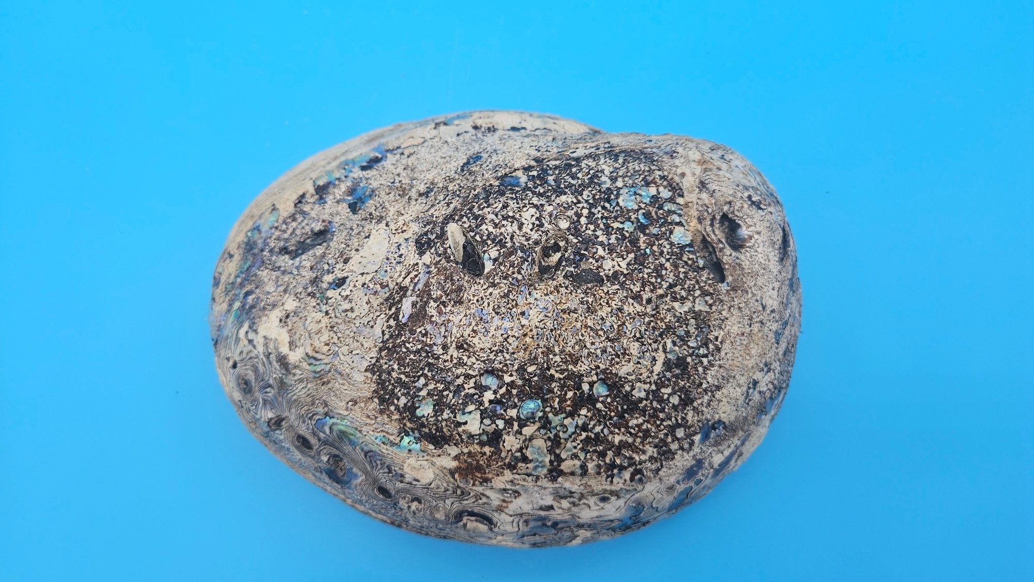 Green Abalone Shell with Pearl – 8" Coastal Display Décor Haliotis fulgens