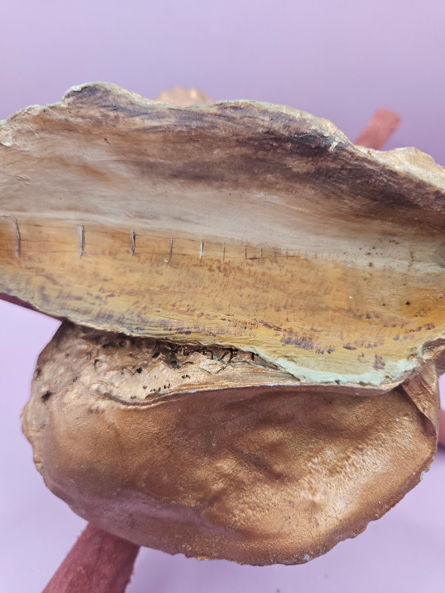 Hand-Painted Oyster Shells with Wooden Stands – Unique Coastal Art by Local Artist
