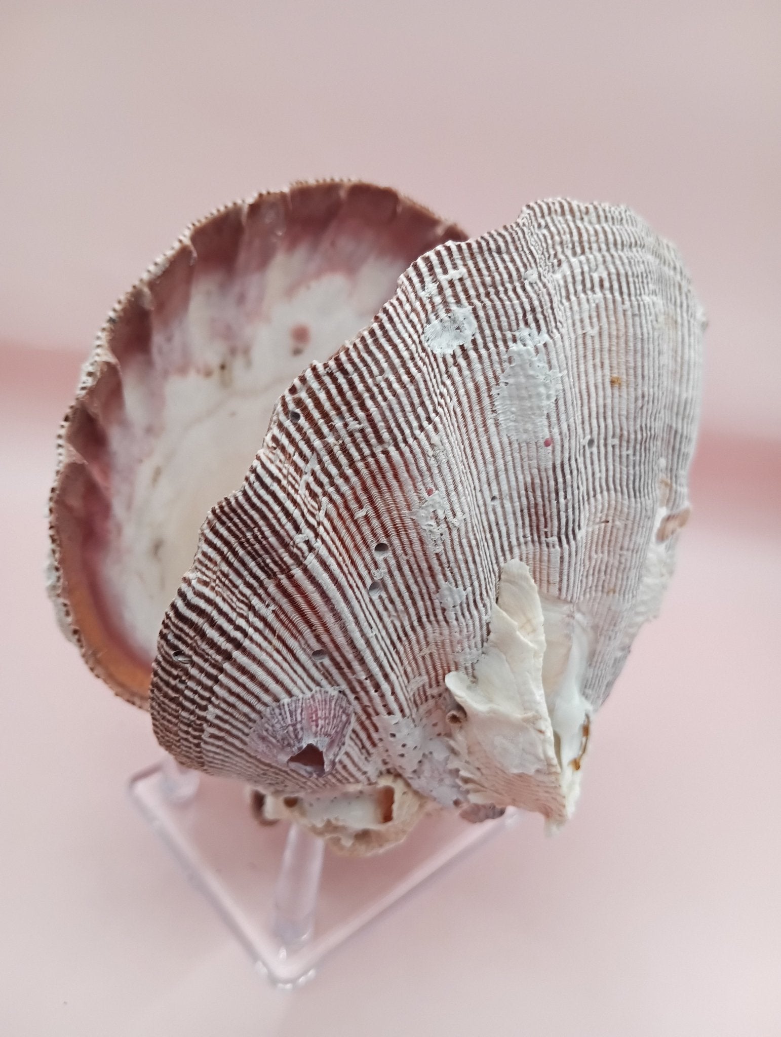 Natural Lion's Paw Seashell Pair – 5" x 5.1" – Coastal Display