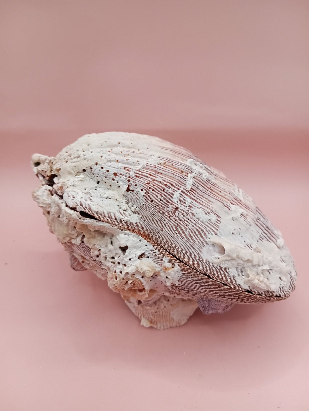 Natural Lion's Paw Seashell Pair – 5" x 5.1" – Coastal Display