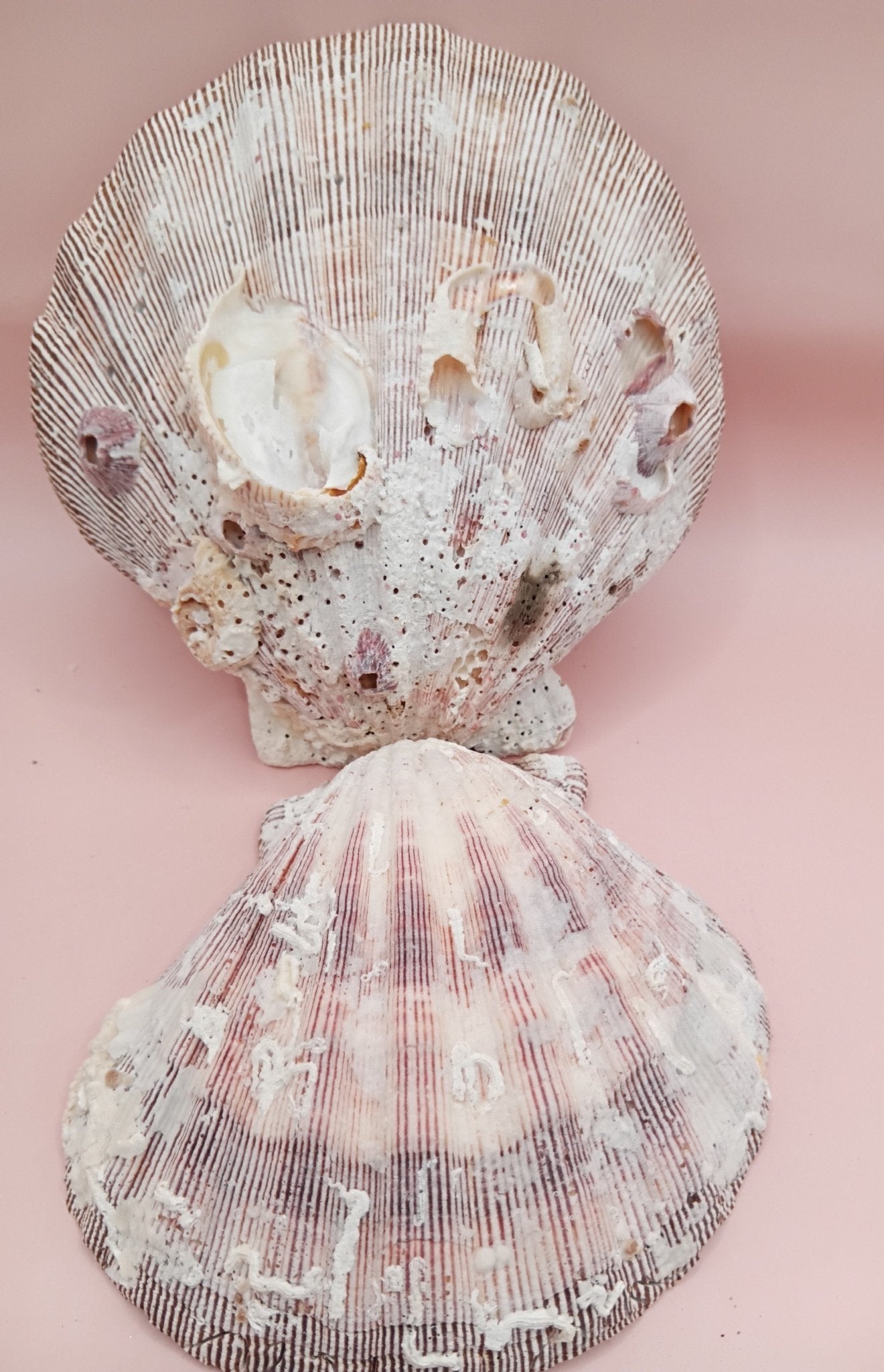 Natural Lion's Paw Seashell Pair – 5" x 5.1" – Coastal Display