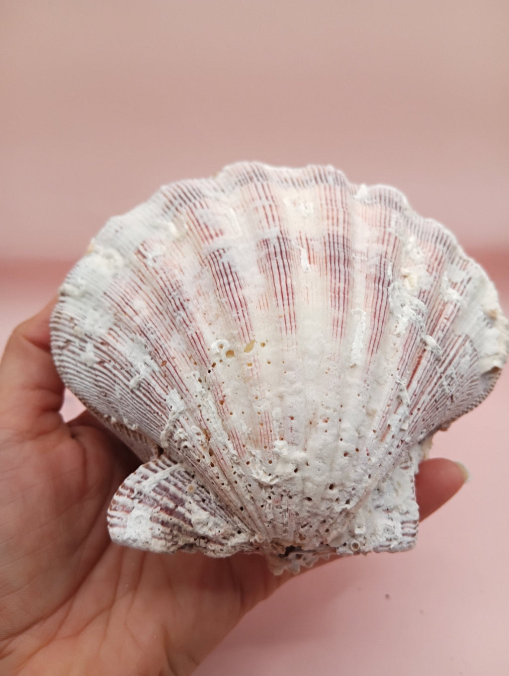 Natural Lion's Paw Seashell Pair – 5" x 5.1" – Coastal Display