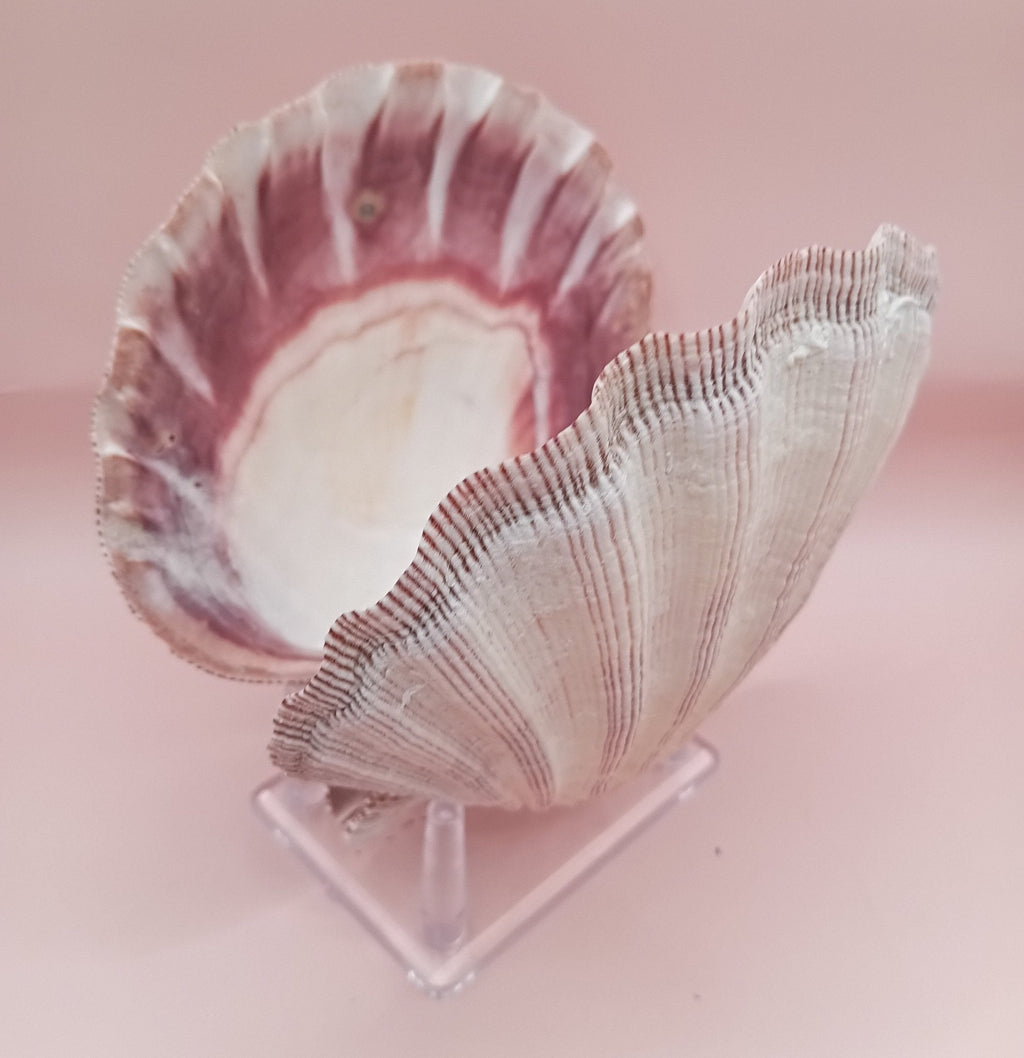 Natural Lion's Paw Seashell Pair – 5.0" x 5.2" – Coastal Display Accent