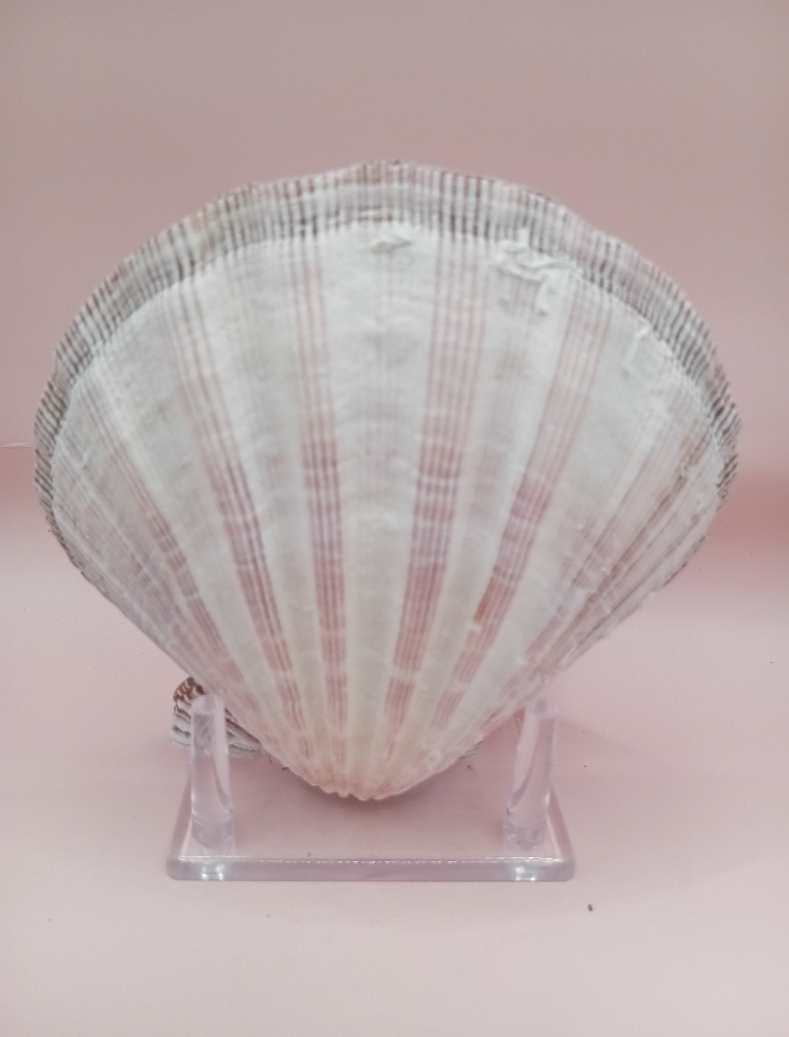Natural Lion's Paw Seashell Pair – 5.0" x 5.2" – Coastal Display Accent