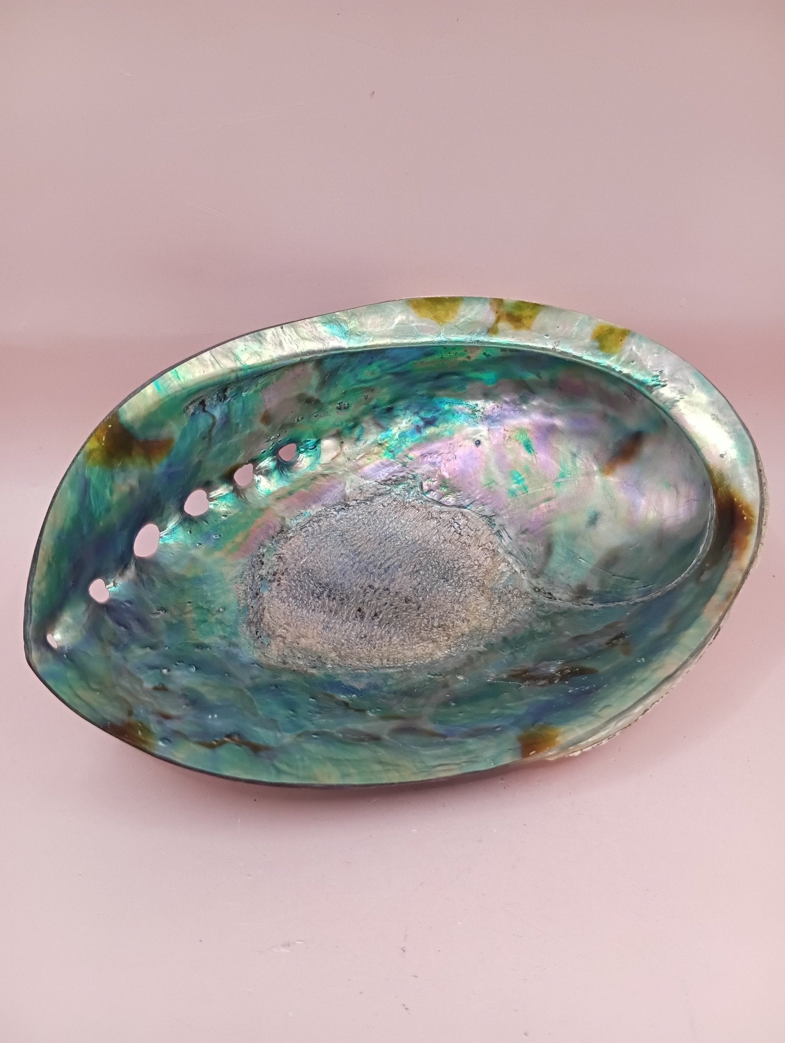 Natural New Zealand Paua Shell – Haliotis iris from Fiordland