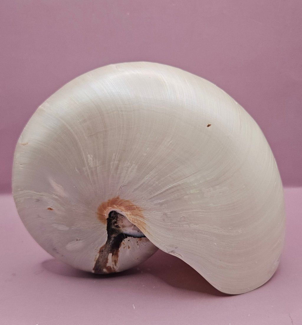 Tiger Nautilus Shell – Striking Natural Ocean Decor (7.25")