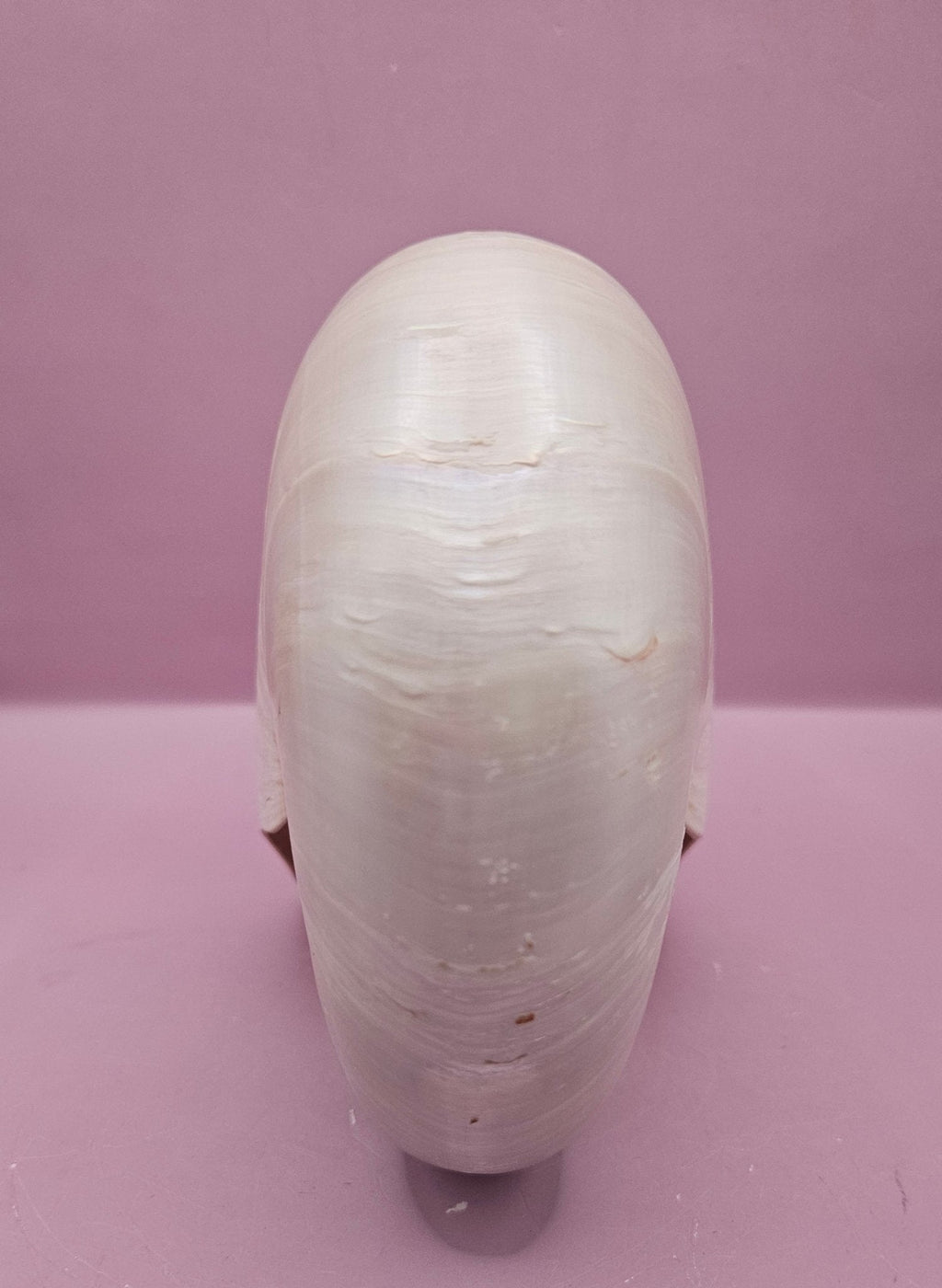 Tiger Nautilus Shell – Striking Natural Ocean Decor (7.25")