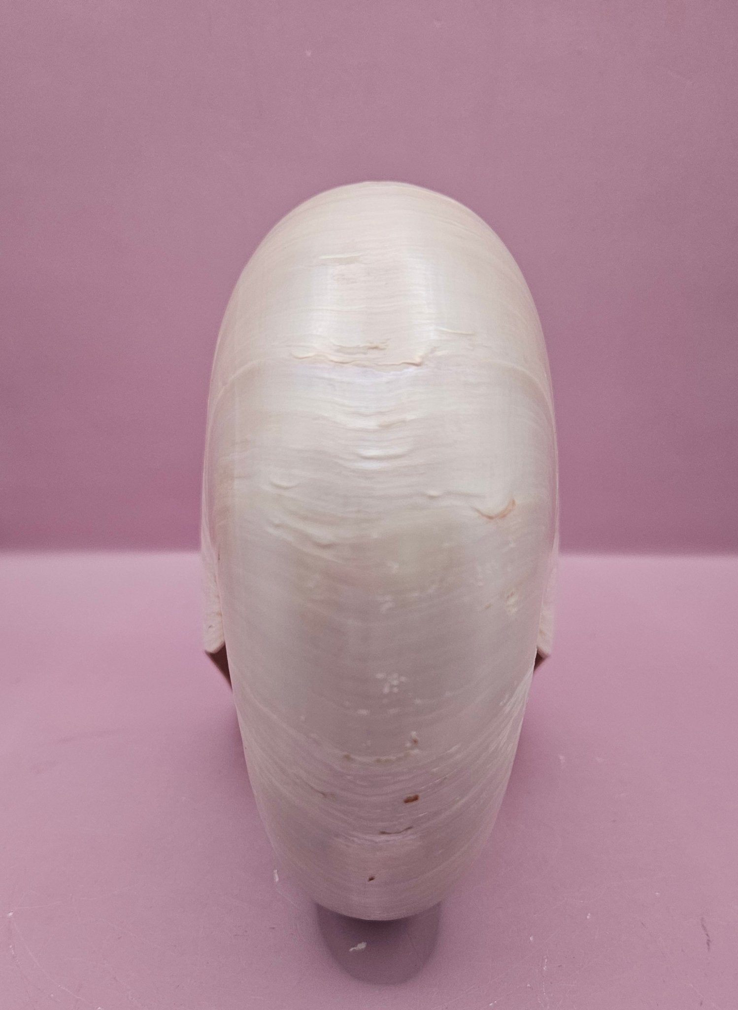 Tiger Nautilus Shell – Striking Natural Ocean Decor (7.25")