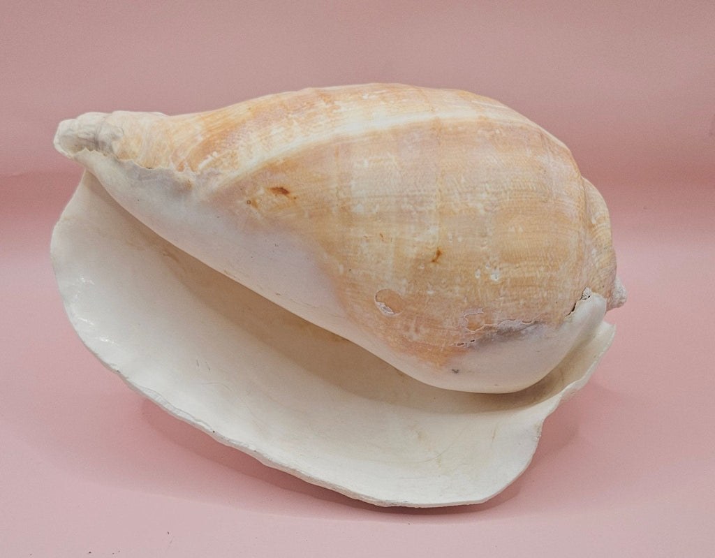 Titanostrombus Galeatus Eastern Pacific Conch – Large White Display Shell 7.75"