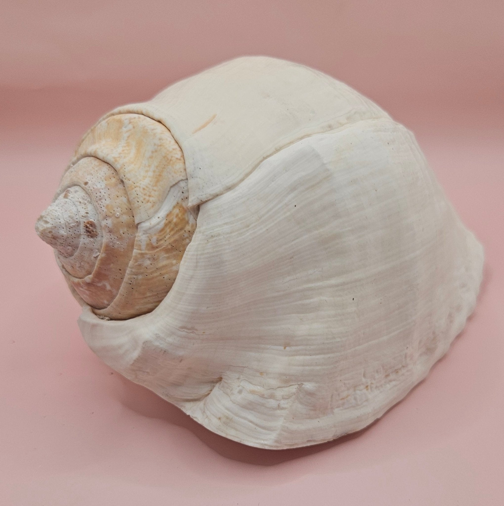 Titanostrombus Galeatus Eastern Pacific Conch – Large White Display Shell 7.75"