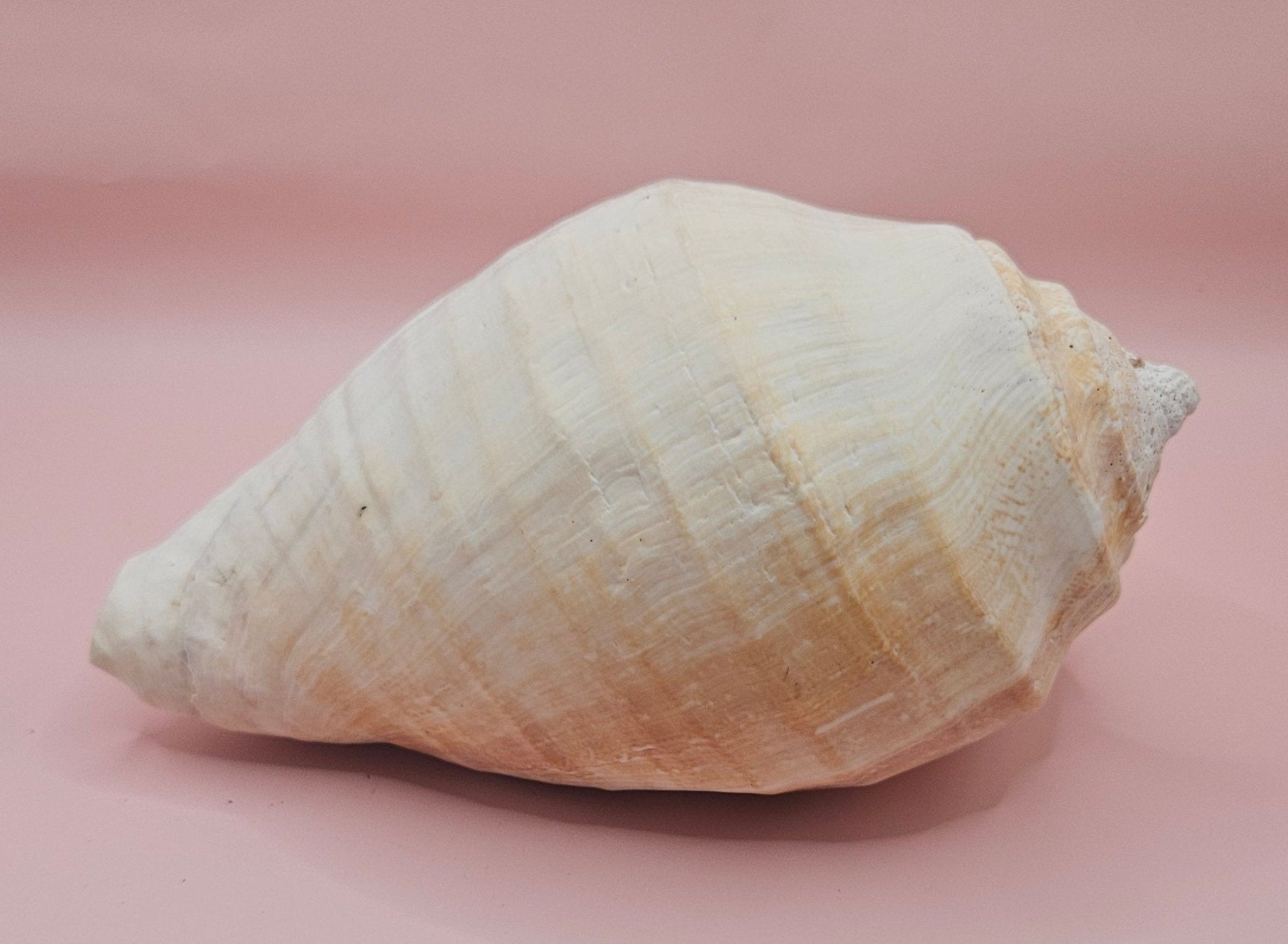 Titanostrombus Galeatus Eastern Pacific Conch – Large White Display Shell 7.75"